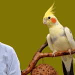 Cockatiel