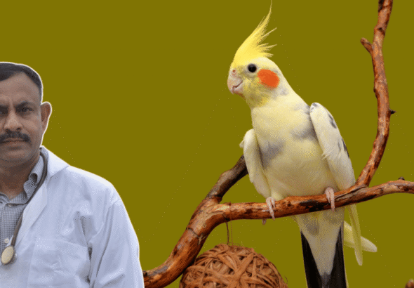 Cockatiel