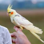 Cockatiel Feathe