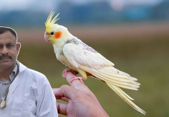 Cockatiel Feathe