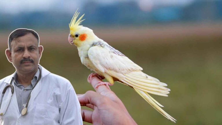 Cockatiel Feathe