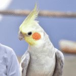 Cockatiel Sleeping on One Leg