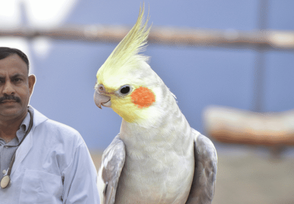 Cockatiel Sleeping on One Leg