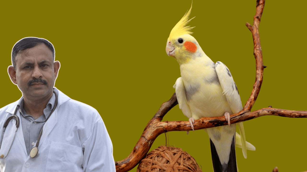 Cockatiel