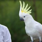 Cockatoo