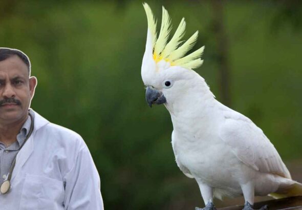 Cockatoo