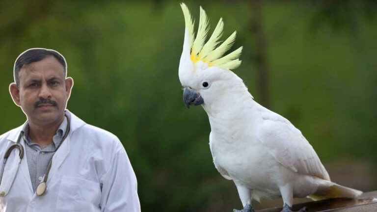 Cockatoo
