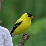 Finch (1)