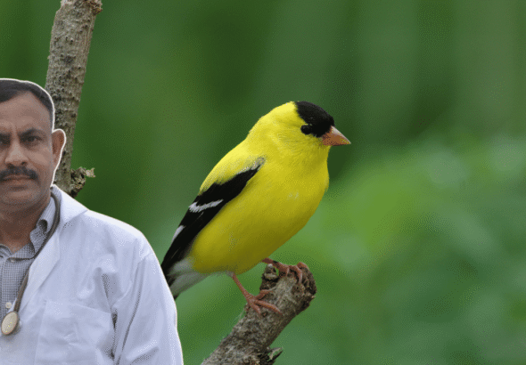 Finch (1)