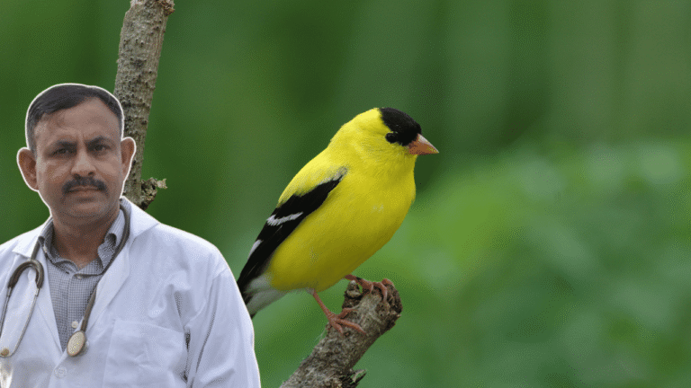 Finch (1)