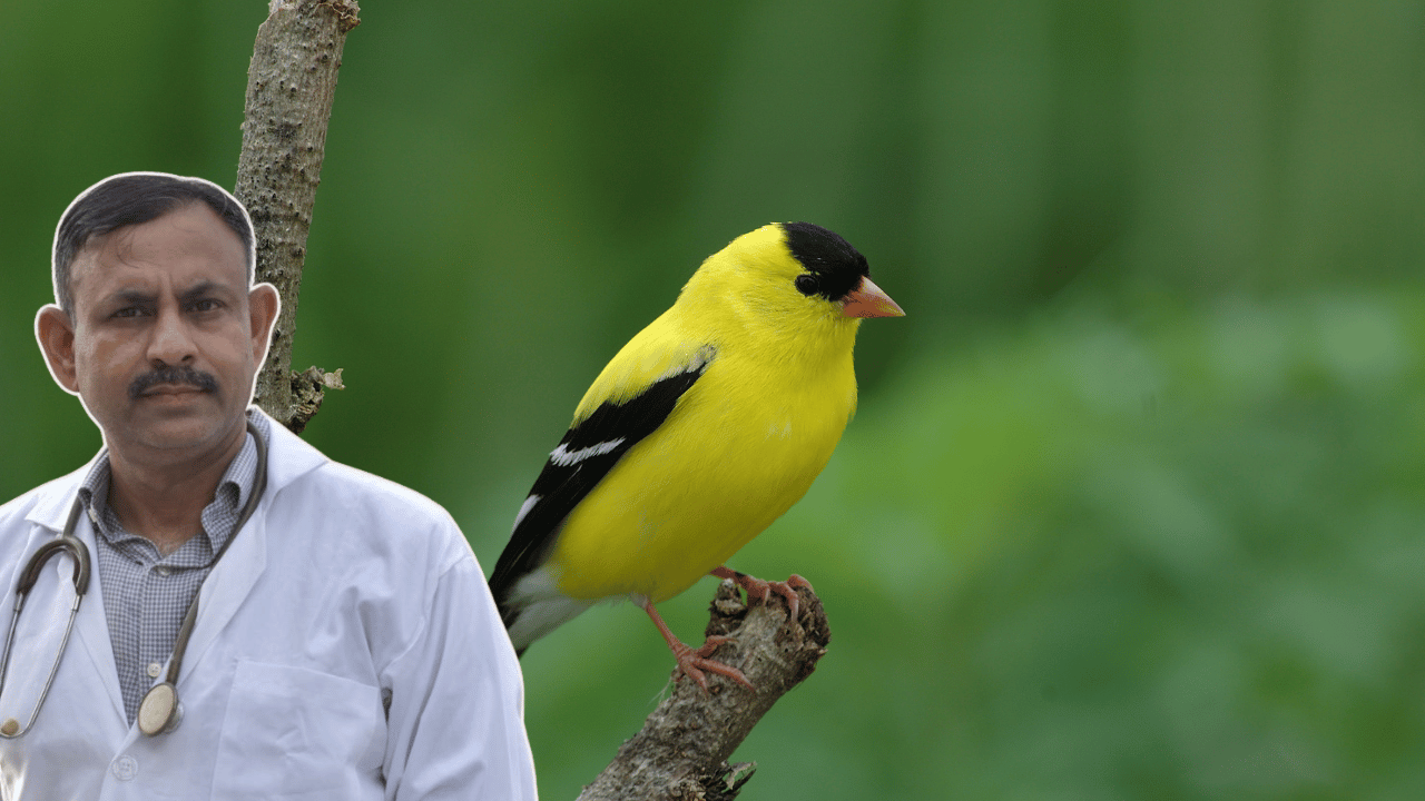 Finch (1)