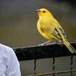 Finch