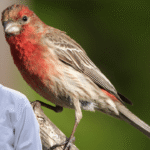 Finch