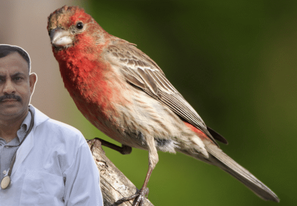 Finch