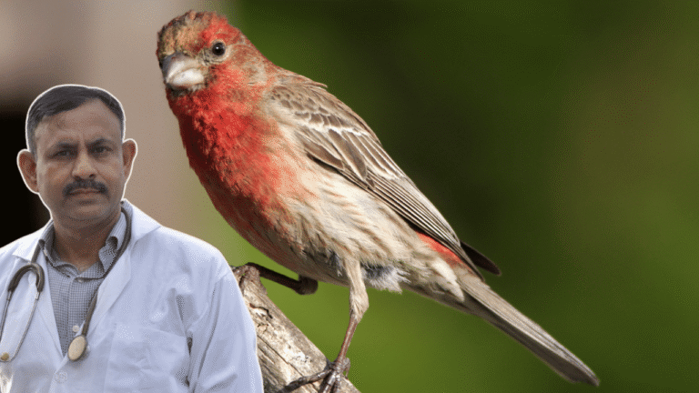 Finch