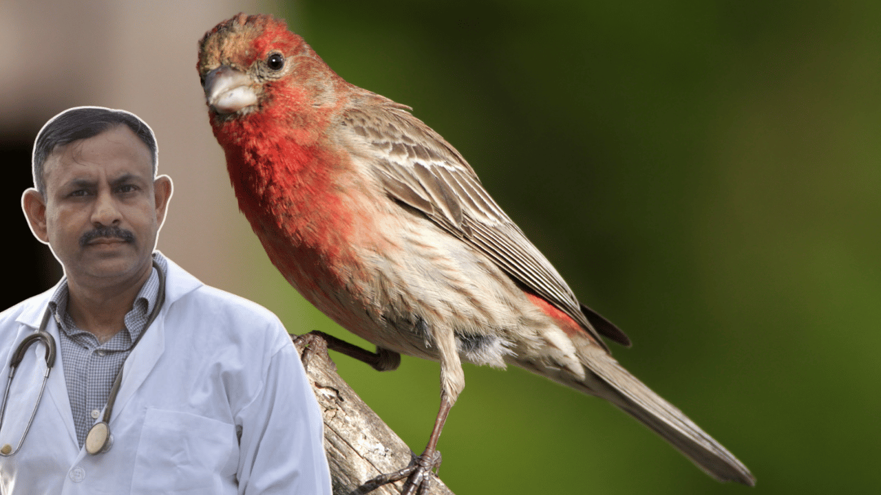 Finch