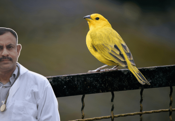 Finch