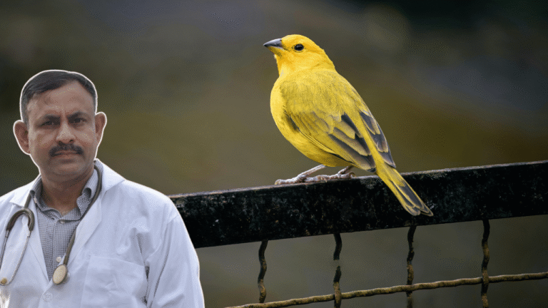 Finch