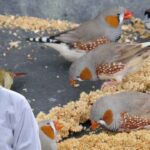 Finch Bird