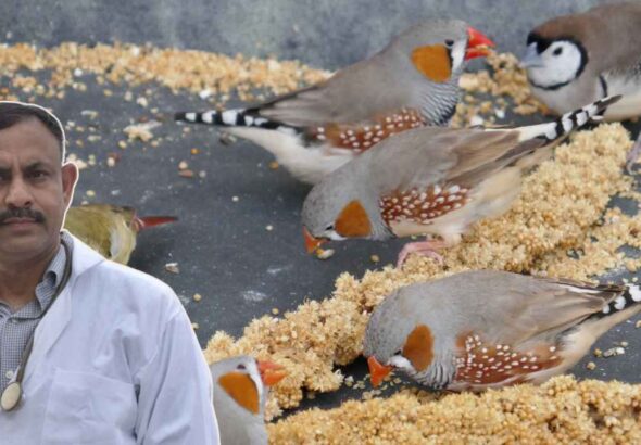 Finch Bird