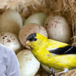 Finch Bird Not Laying Eggs