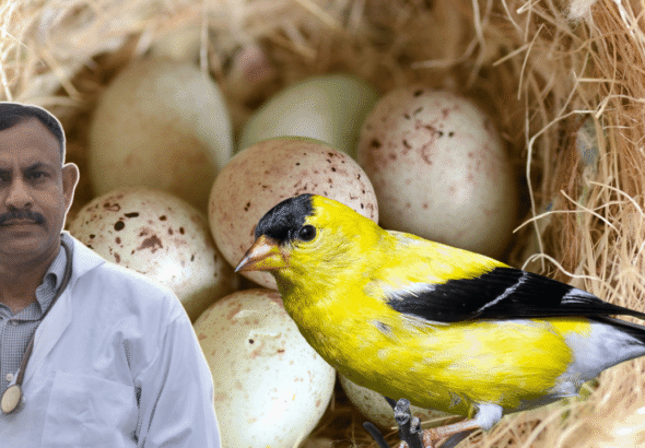 Finch Bird Not Laying Eggs
