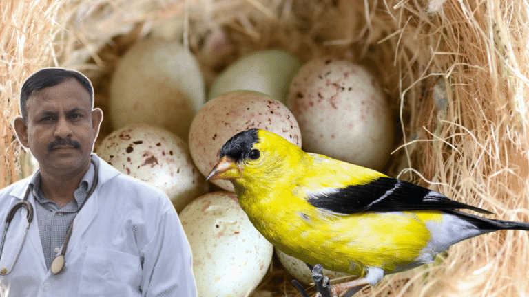 Finch Bird Not Laying Eggs