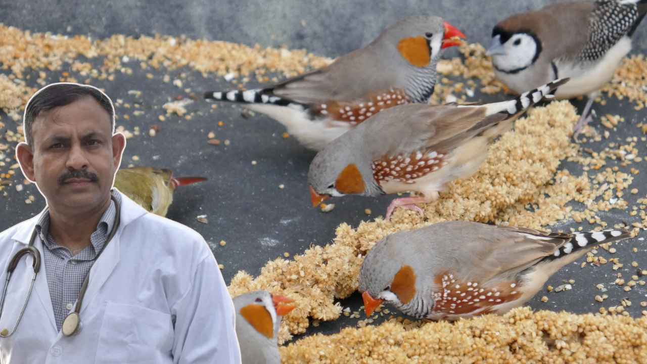 Finch Bird
