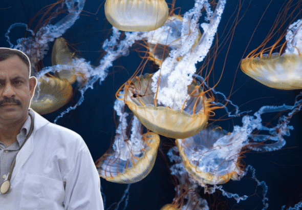 Jellyfish