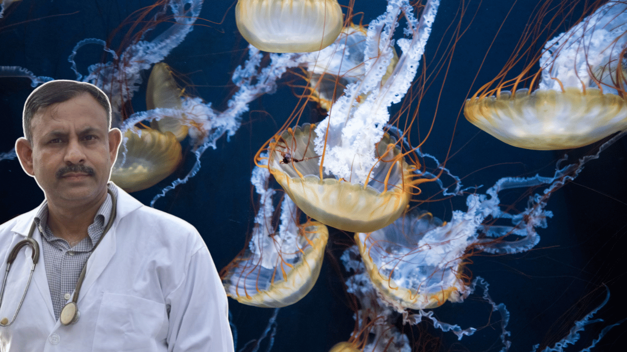 Jellyfish