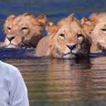 Lion Swimming