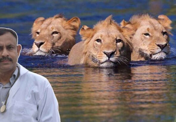 Lion Swimming
