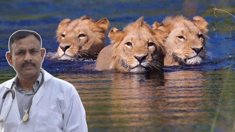 Lion Swimming