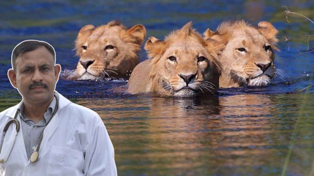 Lion Swimming
