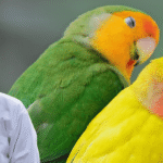 Lovebird Health Care