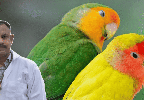 Lovebird Health Care