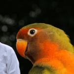 Lovebird