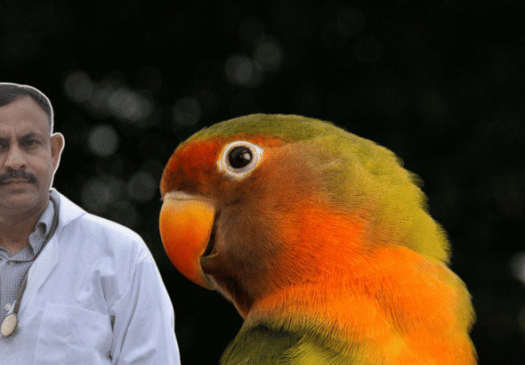 Lovebird