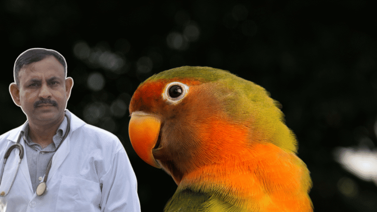 Lovebird