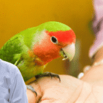Lovebird Biting