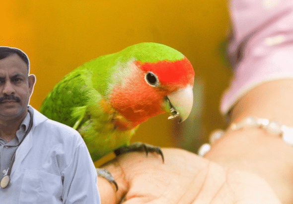 Lovebird Biting