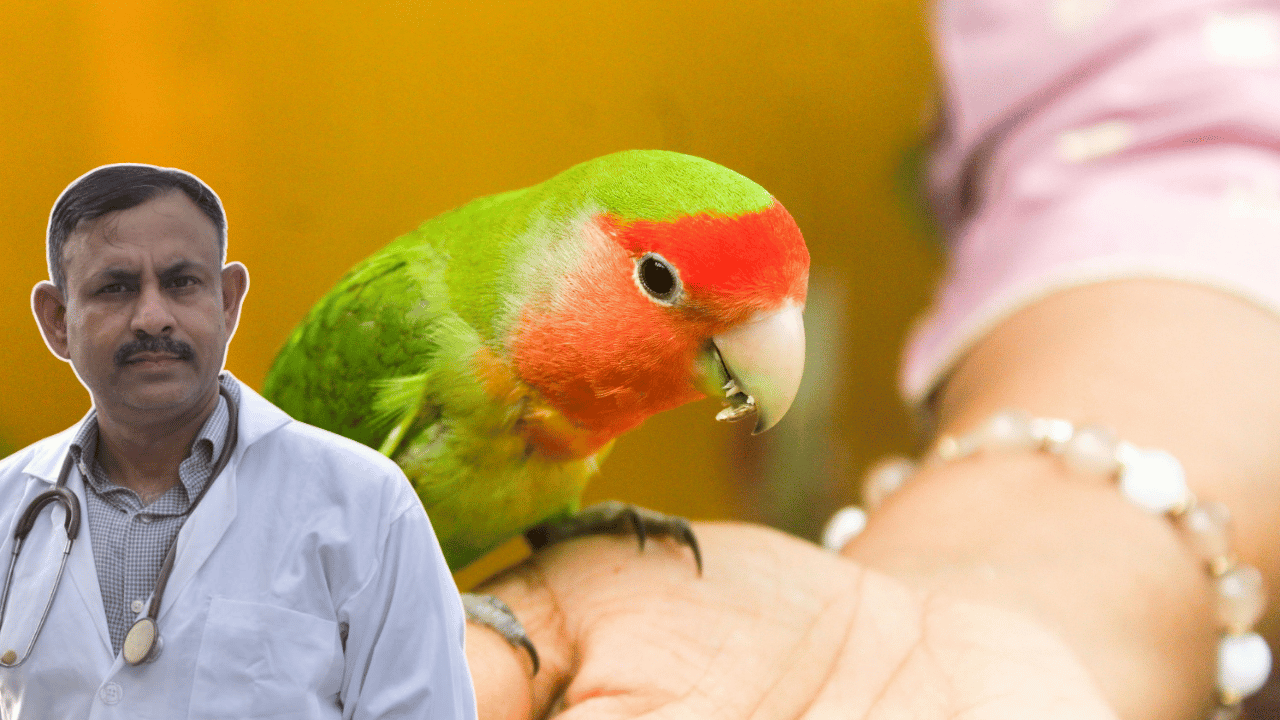 Lovebird Biting