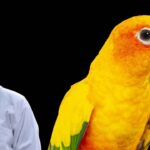 Parrot Care