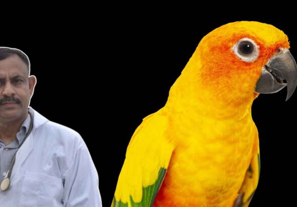 Parrot Care