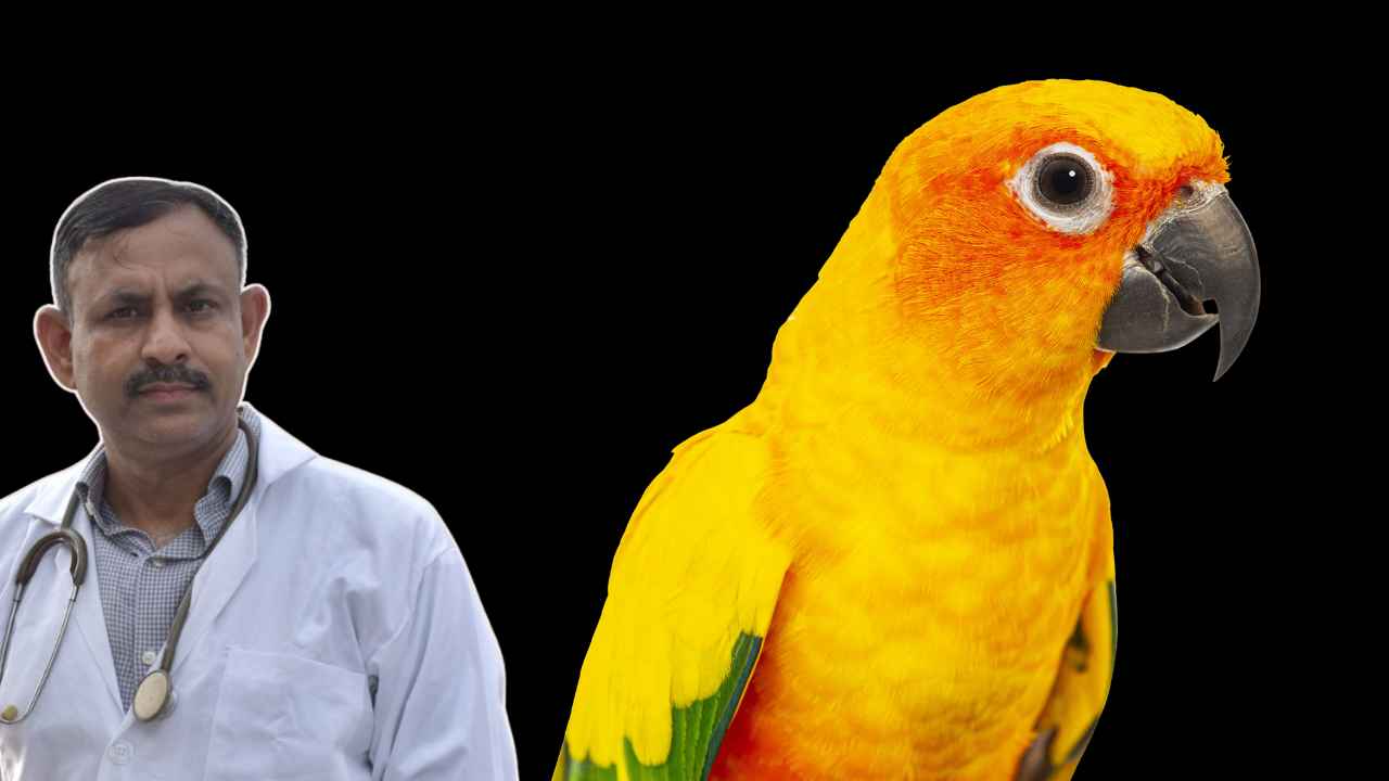 Parrot Care