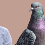 Pigeon