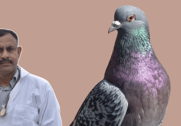Pigeon