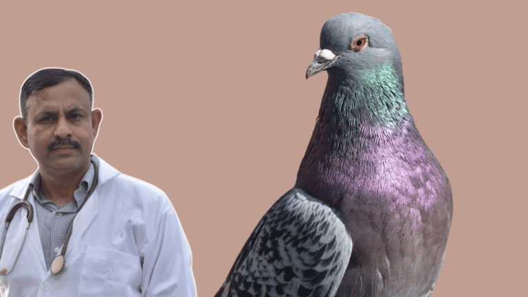 Pigeon