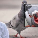 Pigeon Health Care