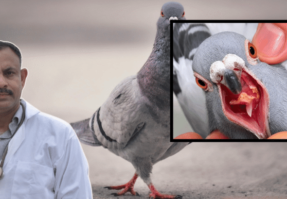 Pigeon Health Care